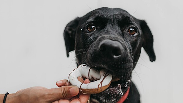 Стоматолог предостерег от кормления питомцев домашней пищей