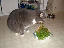Почему кошки любят жевать траву