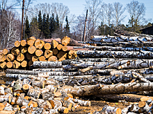 Новосибирский прокурор обвинил черного лесоруба в продаже древесины иностранцам