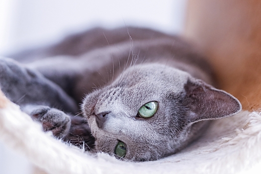Русские породы кошек – с фотографиями и названиями