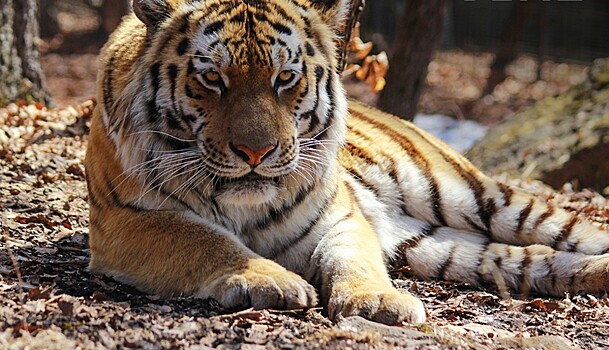 Тигр решил напугать туристов на юге Приморья