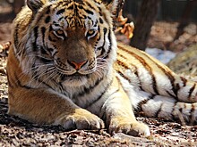 Тигр решил напугать туристов на юге Приморья