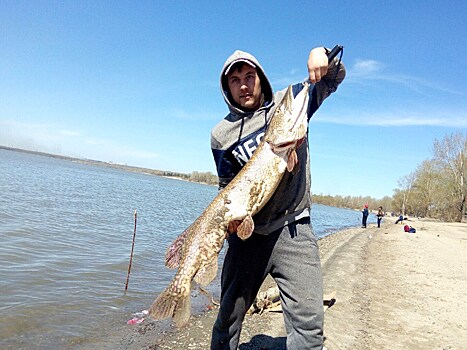 Монстр из Оби: новосибирец поймал 12-килограммовую щуку-гиганта в Матвеевке