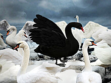 Агрессивный лебедь напал на гребцов