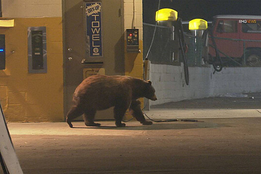 В РФ отследят диких животных с помощью искусственного интеллекта