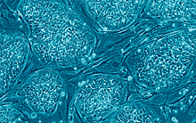 Стволовые клетки можно эффективно получать из тканей пуповины