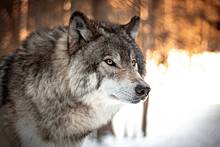 Ученые раскрыли неожиданное свойство в геноме чернобыльских волков