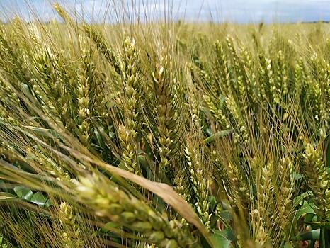 «За три дня выявили хищение на 2,7 млн рублей»: как системы управления сельским хозяйством спасают бизнес