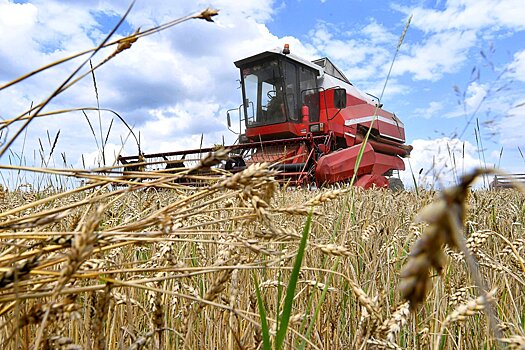 Что будет с урожаем зерна в России в новом году