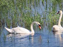 Биозаказнику «Светлинский» в Оренбуржье исполнилось 20 лет