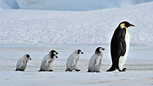 Интересные факты ко Всемирному дню пингвинов