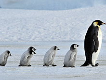 Интересные факты ко Всемирному дню пингвинов