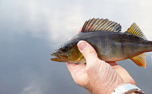 Экологи назвали причину гибели рыбы в озере под Новосибирском