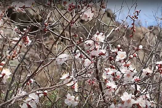 На священной горе в Бурятии расцвел сибирский абрикос