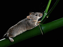 Биологи впервые получили мышей с объединенными хромосомами