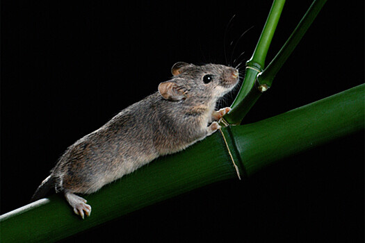 Биологи впервые получили мышей с объединенными хромосомами