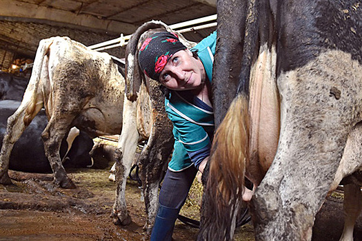 Гнев Лукашенко: Россия испугалась белорусского молока