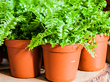 Особенности аренды дачи на лето