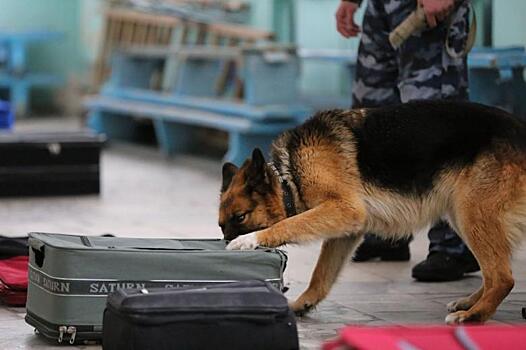 Обучать служебных собак в Туркменистане помогает ОБСЕ