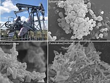 Метагеномные технологии помогают понять, как увеличить эффективность нефтедобычи