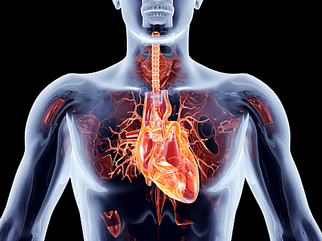 В МГУ создали биопротез сердечного клапана