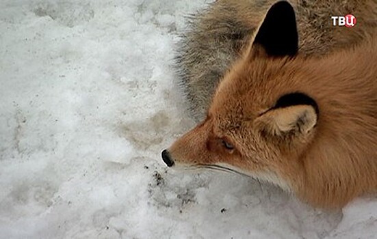 Операция по спасению лисы из Москвы-реки попала на видео
