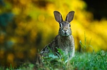 В Некрасовке вновь заметили дикого зайца