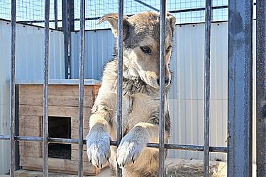 Забота о бездомных животных в Хабаровске: новый владелец приюта расширяет услуги