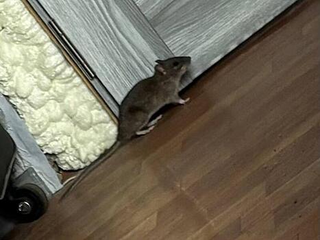 Крысы атакуют Борзю