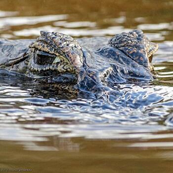 Рыбак сбежал из карантина по коронавирусу и был съеден крокодилом