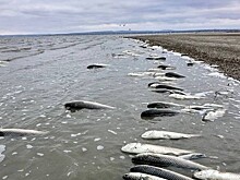 Россельхознадзор выясняет причины массовой гибели рыбы в Анапе