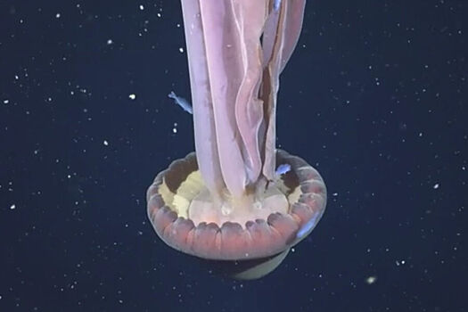 Ученые сделали уникальные снимки медузы-«призрака» размером с автобус