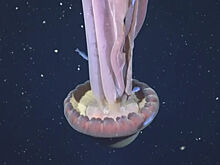 Ученые сделали уникальные снимки медузы-«призрака» размером с автобус