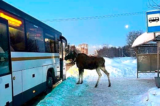 Лося, ждущего автобус, заметили в Подмосковье