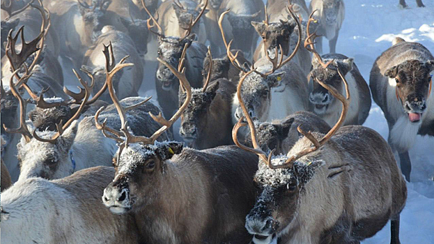 Ямальские ученые заявили, что на размер северных оленей влияют несколько условий. ВИДЕО
