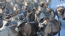 Ямальские ученые заявили, что на размер северных оленей влияют несколько условий. ВИДЕО