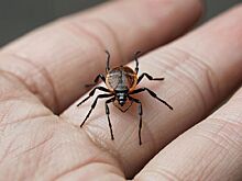 Более 20 тысяч человек обратились к инфекционистам после присасывания клещей в Удмуртии