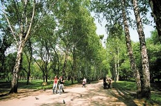 В Барнауле посадят около 1900 саженцев вместо старых деревьев