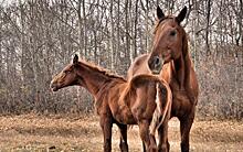 Рост очагов анемии лошадей в Омской области связывают с улучшения выявляемости болезни