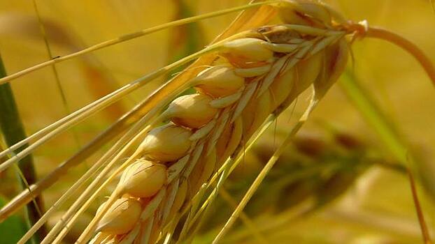 Более 960 тонн зерна поставила в Иран Астраханская область с начала года