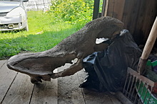 В Шотландии кости трёхметрового доисторического дельфина обнаружили на заднем дворе дома