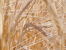 Минсельхоз РФ прогнозирует снижение урожая зерна, картофеля и свеклы