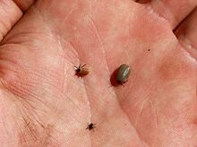 За текущий год в Саратовской области почти 900 человек получили укусы клещей