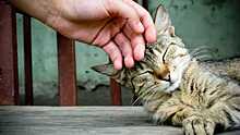 Дрессировщик Д.Куклачев в День кошек рекомендовал гладить питомцев не менее 5-10 минут в сутки