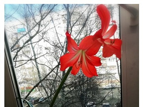 Вот уж действительно - неубиваемый: вырастить красавец-гиппеаструм проще простого