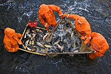 В России призвали перейти к потреблению рыбы по советскому типу