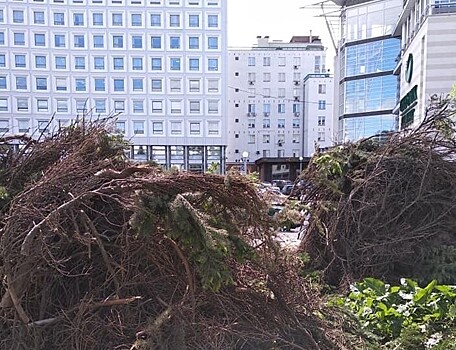 В центре Нижнего Новгорода вырубили голубые ели