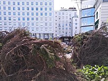 В центре Нижнего Новгорода вырубили голубые ели