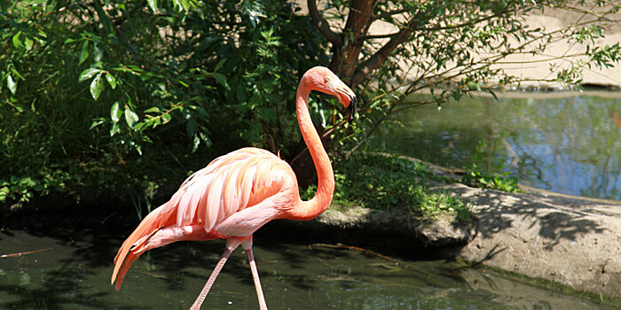 Розовые фламинго по дороге на юг решили передохнуть на озере Караколь