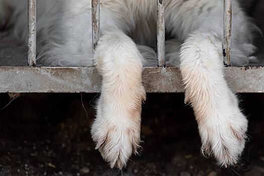 Ветклинику в Подмосковье обвинили в смерти животных